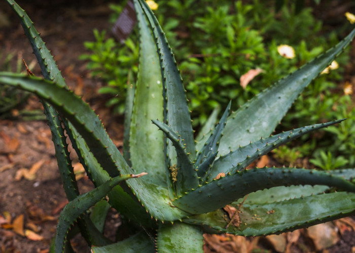 Tak Perlu Ribet! Simak Cara Merawat Tanaman Lidah Buaya agar Tetap Sehat