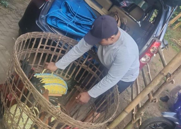 Polres Lumajang Gerebek Arena Sabung Ayam Klakah