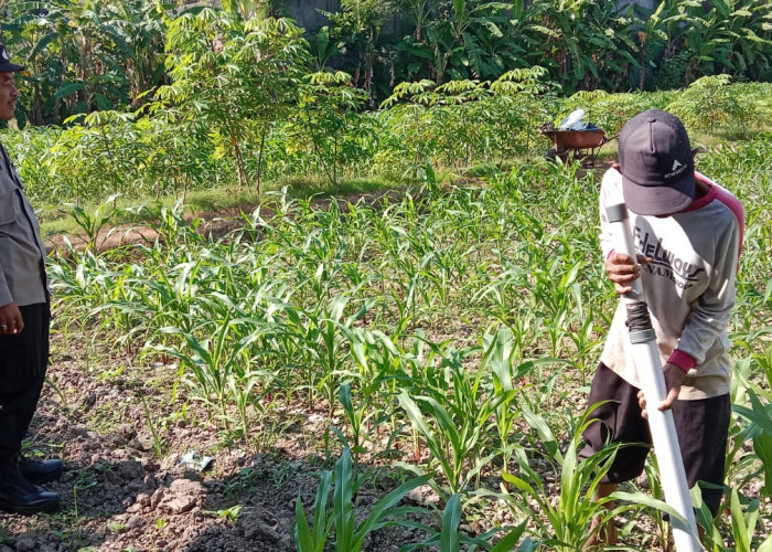 Binmas Polsek Kota Tulungagung Dampingi Petani Rawat Jagung di Jepun