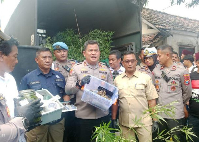 Polisi Gerebek Rumah Budidaya Ganja di Mojongapit Jombang