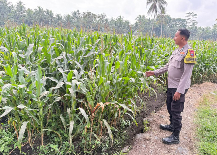 Tanaman Jagung Tumbuh Subur, Polsek Candipuro Sukses Implementasikan Program Asta Cita Presiden
