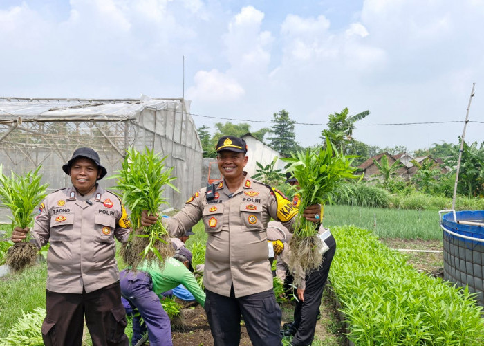 Polisi Bersama Warga Panen Kangkung