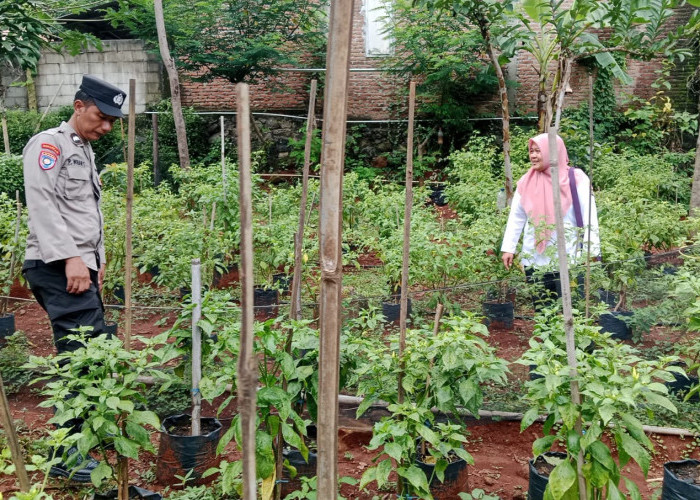 Bhabinkamtibmas Kendal Monitoring Tanaman Cabai Warga, Dukung Ketahanan Pangan di Ngawi 