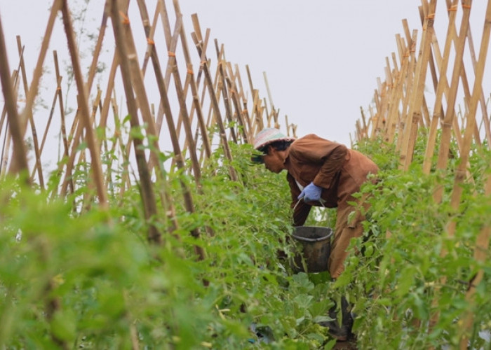 Harga Sayur Petani Boyolali Lebih Stabil, Dampak Program MBG