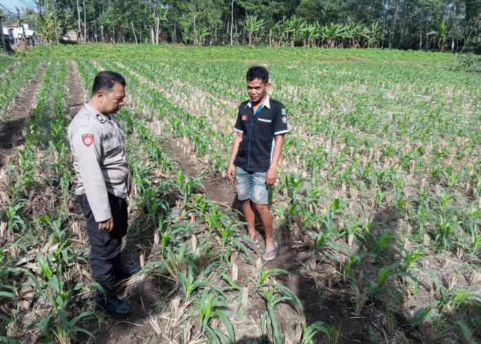 Serap Aspirasi Petani, Kanit Binmas Polsek Klakah Kawal Ketahanan Pangan Nasional