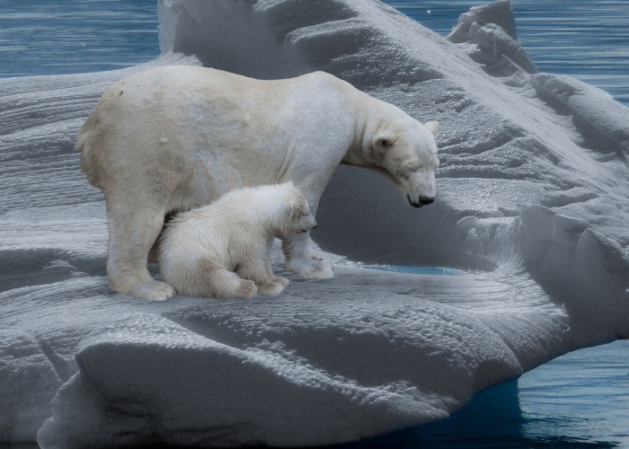Beruang Kutub: Perjuangan Melawan Dampak Perubahan Iklim