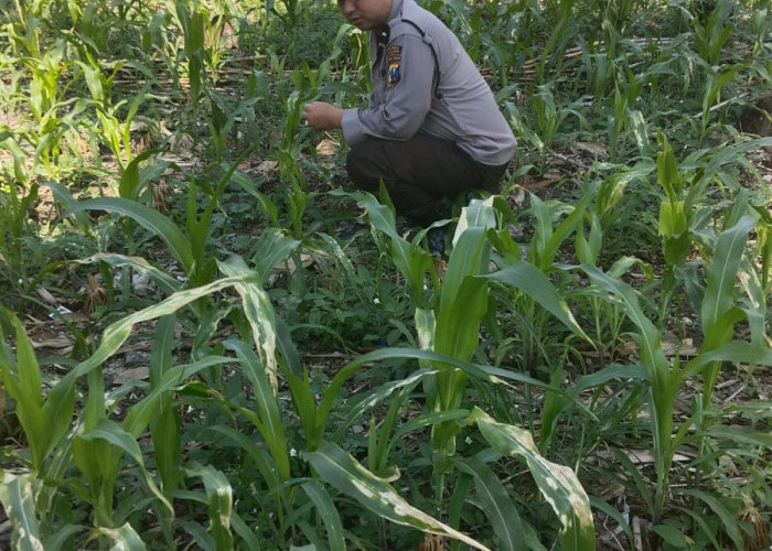 Polsek Jatiroto Konsisten Kawal Ketahanan Pangan, Pantau Optimalisasi Lahan Jagung