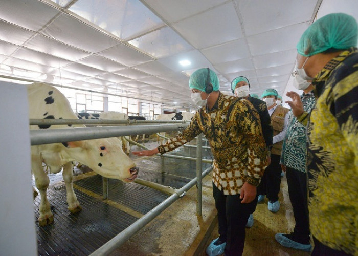 Nestlé Indonesia Implementasikan Closed-Barn dan Serahkan 90 Sapi Perah kepada Tiga Koperasi di Jatim