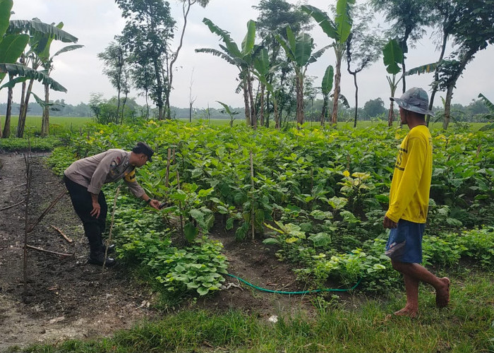 Bhabinkamtibmas Kwadungan Monitoring Tanaman Terong, Dukung Ketahanan Pangan Warga