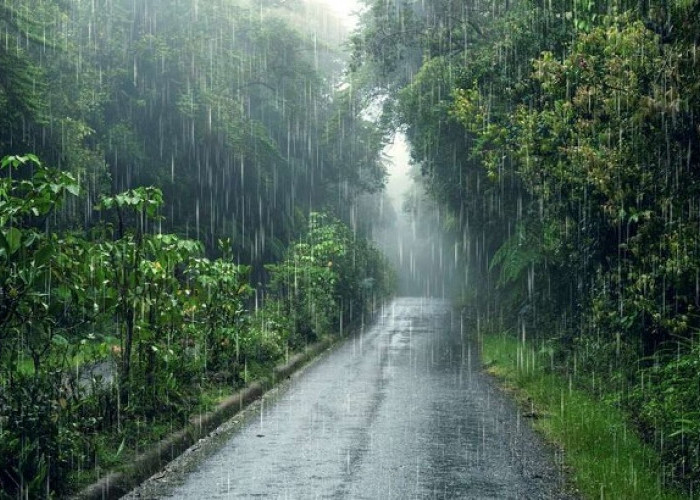 Kenapa Hujan Punya Bau Khas? Ini Penjelasan Ilmiah tentang Petrichor