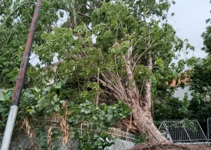 Hujan Disertai Angin Kencang di Kota Pahlawan Tumbangkan 22 Pohon dan Rusak Rumah Warga