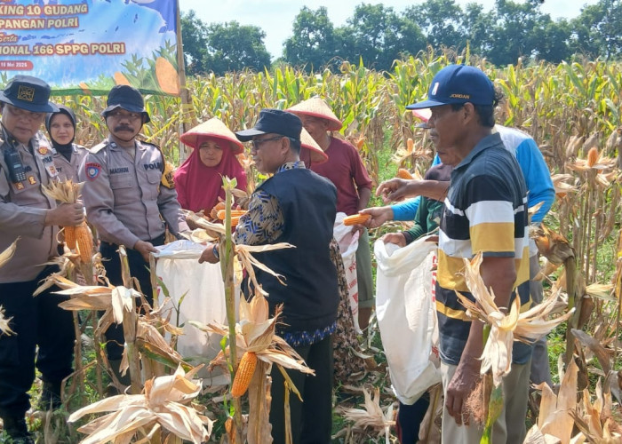 Polsek Balongbendo Panen Raya Jagung Perkasa Hybrida, Dukung Swasembada Pangan Nasional