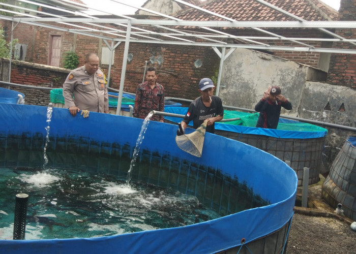Babinkamtibmas Polsek Bangil Kembangkan Budidaya Lele di Pekarangan Tambakan