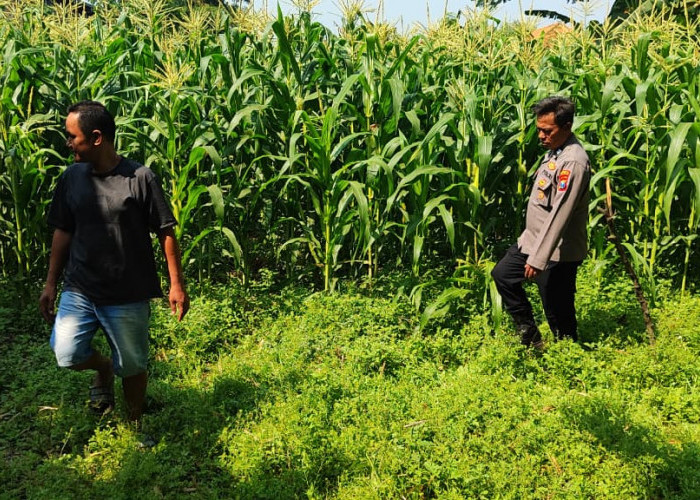 Dukung Asta Cita, Polsek Tanggulangin Dampingi Petani Jagung Desa Randegan