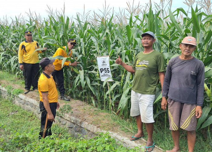 Polri Kawal Ketahanan Pangan, Pertumbuhan Jagung Petani Jombang Dipantau Langsung