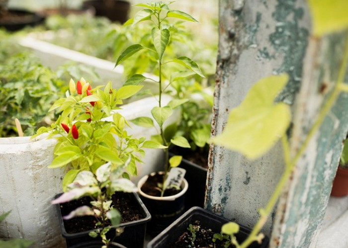Inilah Daftar Tanaman  Sayuran Tahan Panas, Tetap Subur Meski Jarang Disiram 