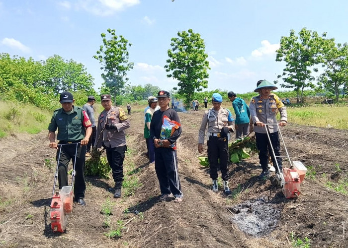 Wujudkan Ketahanan Pangan Nasional, Polsek Padangan bersama Pemdes Ngeper Tanam Jagung Hibrida