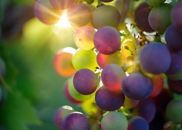 Menikmati Manfaat Alami: 5 Khasiat Anggur untuk Kesehatan