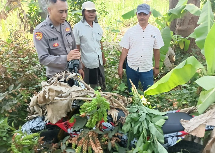 Trail Tak Bertuan Ditemukan Tertutup Daun Pisang di Pasuruan