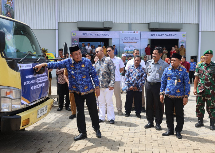 Komersialisasi Beras Sintanur Lembah Raung Diharap Beri Nilai Tambah Ekonomi dan Ketahanan Pangan Nasional