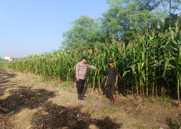 Dukung Ketahanan Pangan, Polsek Candi Pantau Intensif Lahan Jagung di Durungbedug
