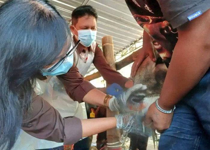 DKP3 Kabupaten Pasuruan Kerahkan 100 Pengawas Hewan Kurban