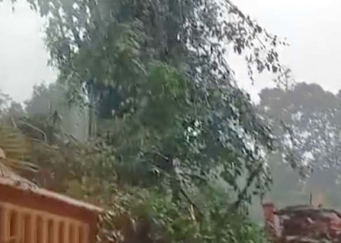 Puting Beliung Terjang Pasrepan Pasuruan, Rumah Rusak dan Jalan Tertutup Pohon Tumbang