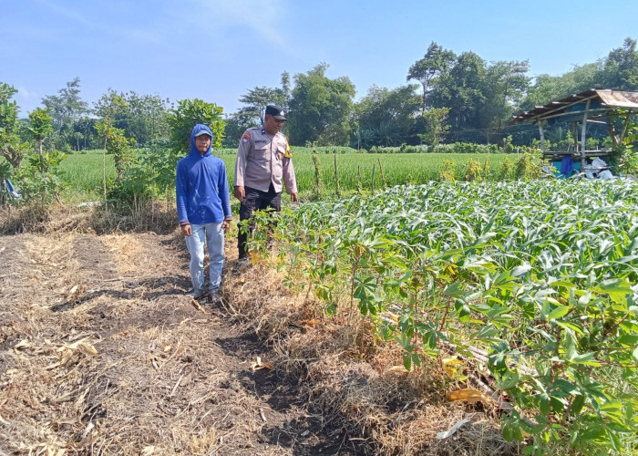 Kawal Program Ketahanan Pangan Nasional, Bhabinkamtibmas Manisrenggo Turun ke Sawah