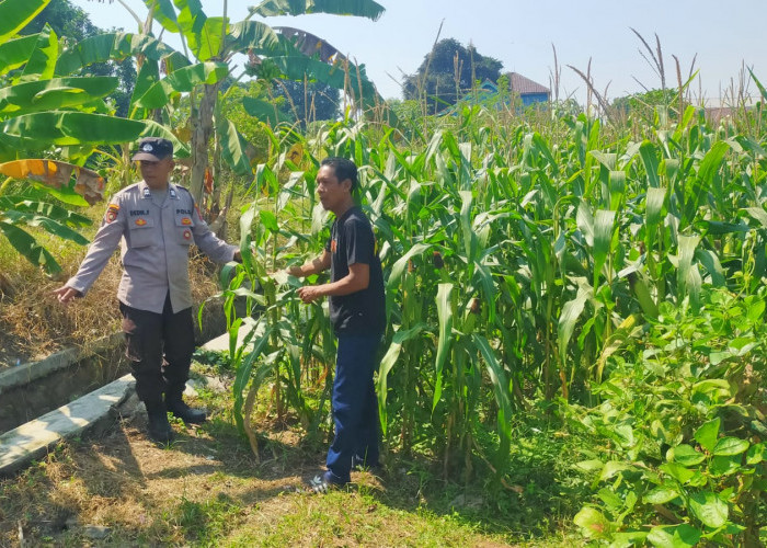 Polsek Prambon Pantau Tanaman Jagung, Dukung Program Ketahanan Pangan