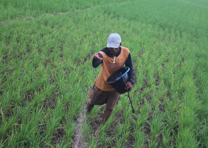 Jombang Panen Pupuk, 14 Juta Kg Pupuk Bersubsidi Siap Dukung Musim Tanam
