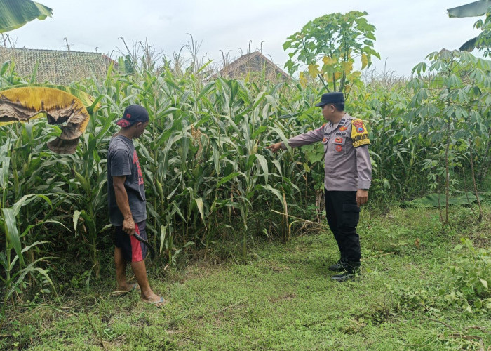 Polres Ngawi Gencarkan Ketahanan Pangan, Bhabinkamtibmas Jenggrik Optimalkan Lahan Jagung Warga