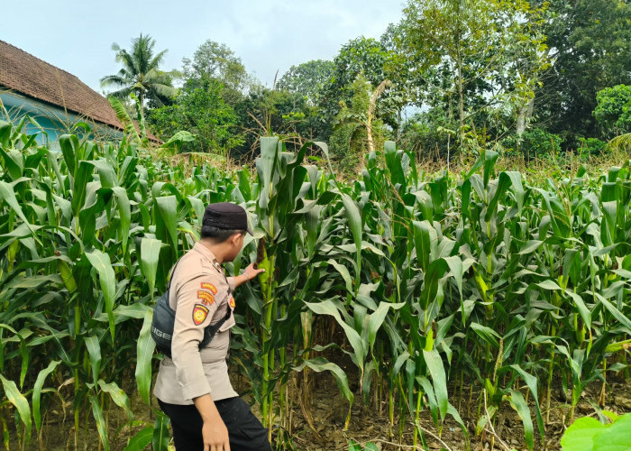 Kawal Program Asta Cita, Polsek Tempursari Pantau Pertumbuhan Jagung Petani