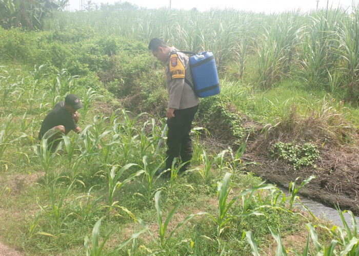 Dukung Program Asta Cita, Bhabinkamtibmas Polsek Rowokangkung Aktif Dampingi Petani Jagung