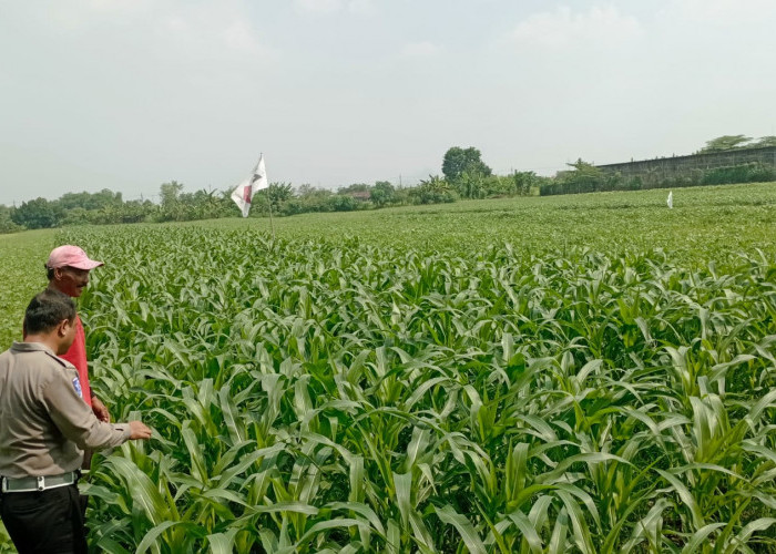 Sinergi Polsek Wonoayu dan Petani Optimalkan Lahan Jagung, Perkuat Program Swasembada Pangan