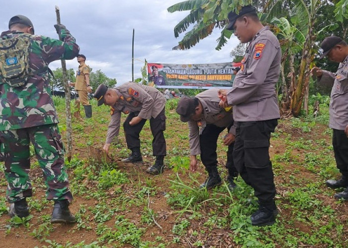 Polsek Jajaran Polresta Banyuwangi Wujudkan Asta Cita, Tanam Jagung Serentak Dukung Ketahanan Pangan