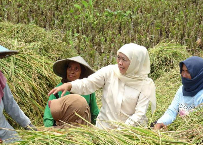 Inovasi Padi Organik Persembahan NU Kabupaten Pasuruan