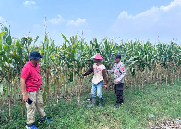 Polsek Prambon Cek Lahan Jagung di Desa Bulang