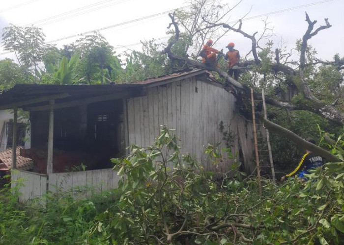 Rumah Warga Situbondo Rusak Tertimpa Pohon Saat Ditinggal Kerja ke Bali