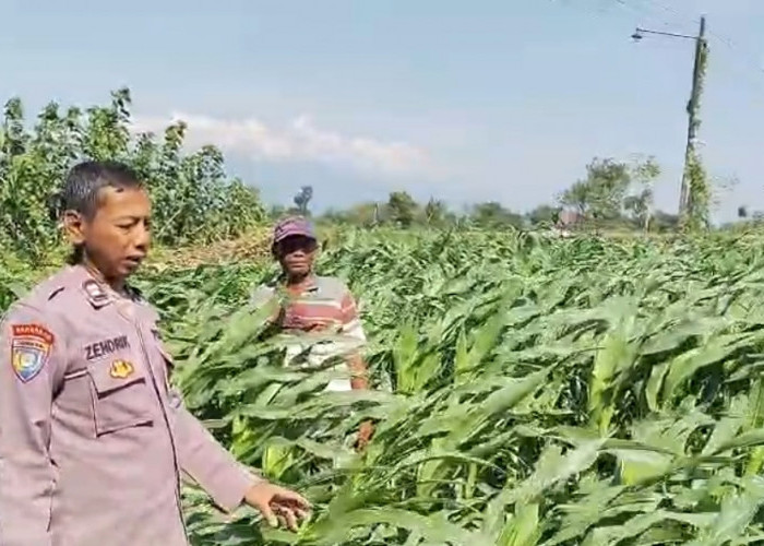 Dukung Asta Cita Presiden, Bhabinkamtibmas Polsek Tarokan Kawal Pertanian Jagung Desa Blimbing