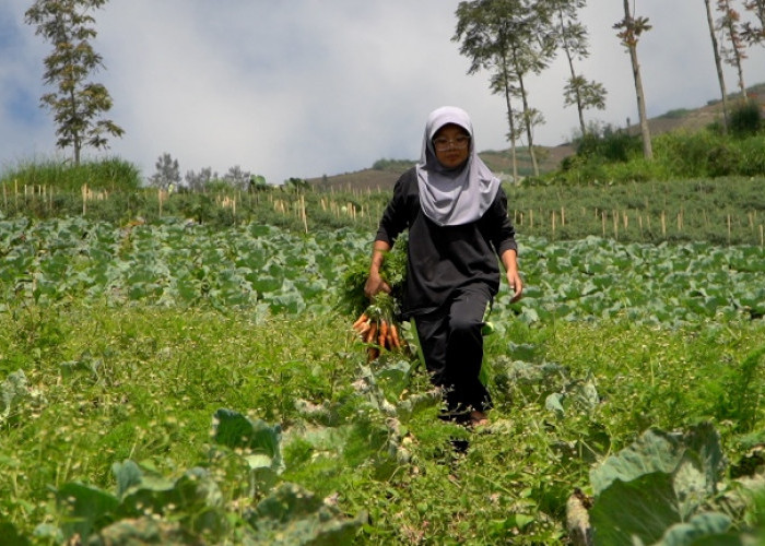 Pesanan Sayur Petani Boyolali Melonjak Drastis Dampak Program MBG