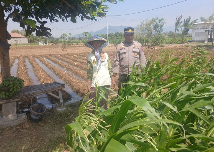 Kanitbinmas Polsek Banyakan Cek Jagung, Perkuat Ketahanan Pangan di Kediri