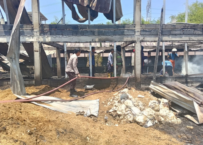 Korsleting Listrik Hanguskan Kandang di Mantup Lamongan, 12 Ribu Ayam Terpanggang