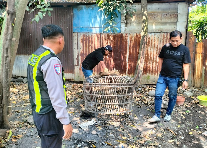 Polsek Taman Respon Cepat Aduan Warga soal Dugaan Judi Sabung Ayam di Sidoarjo