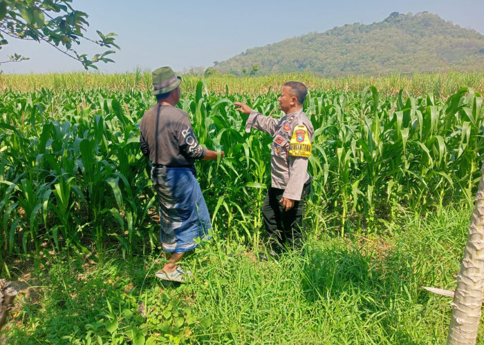 Sinergi Polri dan Petani, Bhabinkamtibmas Bujel Pantau Tanaman Jagung Demi Swasembada Pangan
