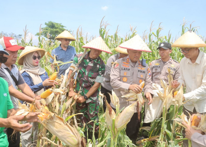 Dukung Swasembada Pangan, Panen Raya Jagung Serentak Kuartal III Polres Probolinggo Hasilkan 1,1 Ton Jagung 