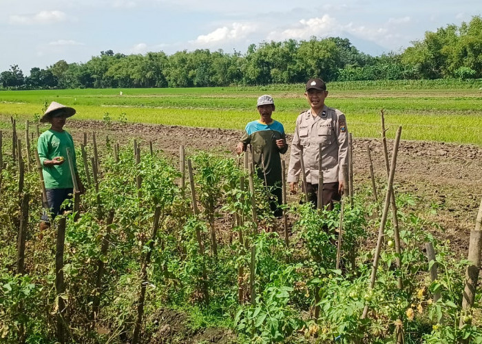 Polsek Tarik Patroli Ketahanan Pangan di Desa Mliriprowo