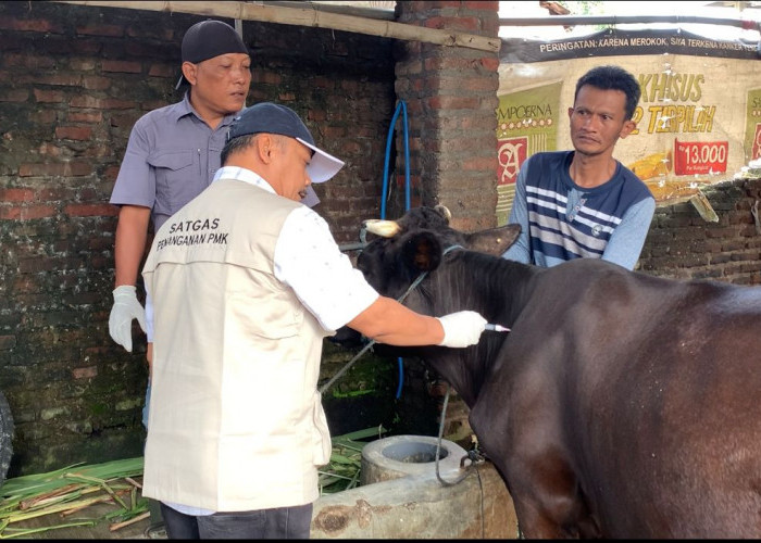 Disnak Jombang Mulai Suntik Vaksin 682 Ekor Sapi Terpapar PMK