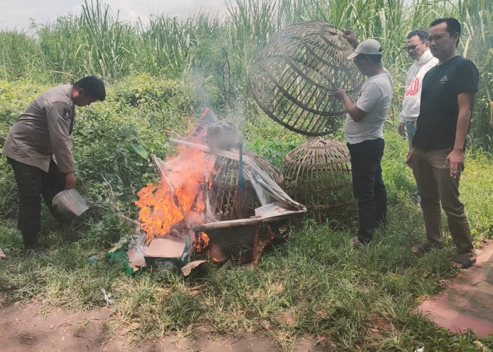 Respon Aduan Warga, Polsek Prambon Bakar Arena Judi Sabung Ayam Jatikalang Prambon
