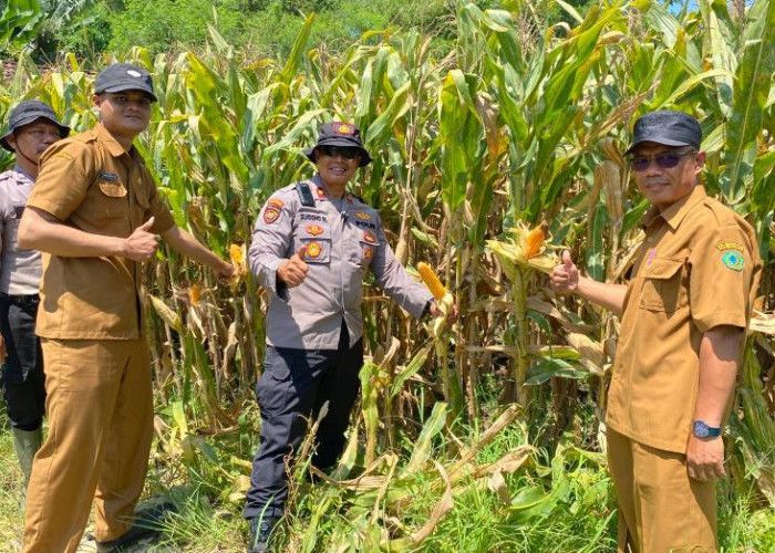 Polsek Balongbendo Intensifkan Pengelolaan Jagung Hibrida Dukung Ketahanan Pangan Sidoarjo