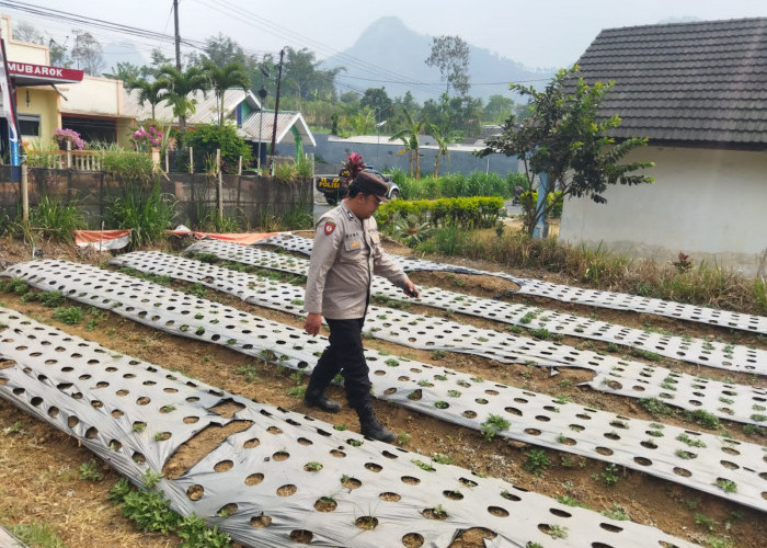 Polsek Nongkojajar Pasuruan Rawat Bawang Putih Lewat Program P2B